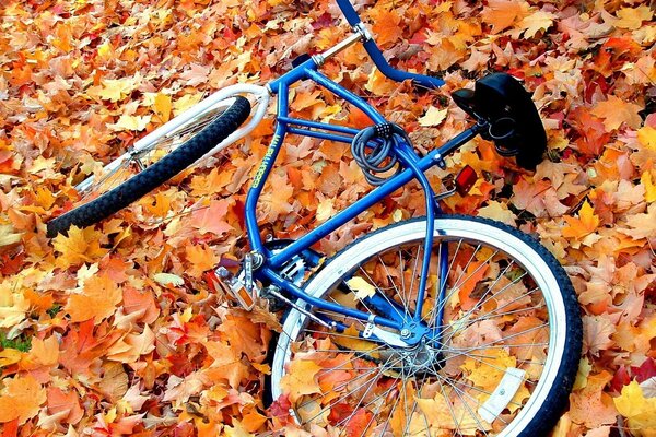 Abandoned bicycle on yellow leaves