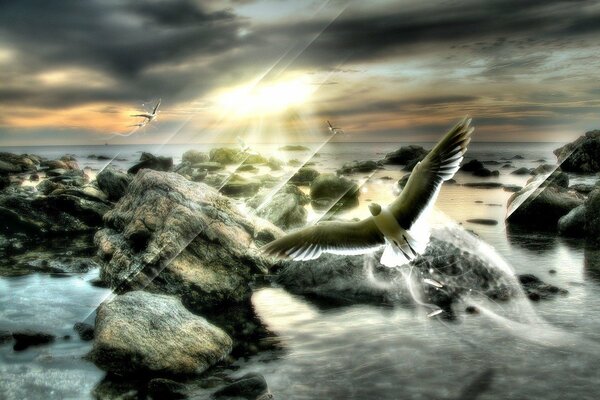 A beautiful bird flies near puddles