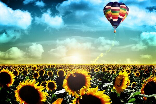 Campo de girasoles con globo