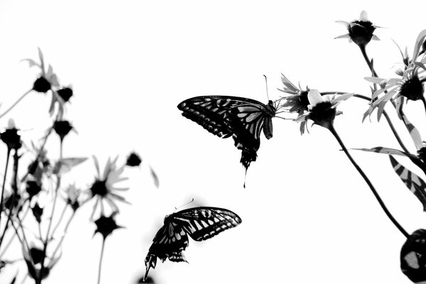 Butterflies fly on flowers