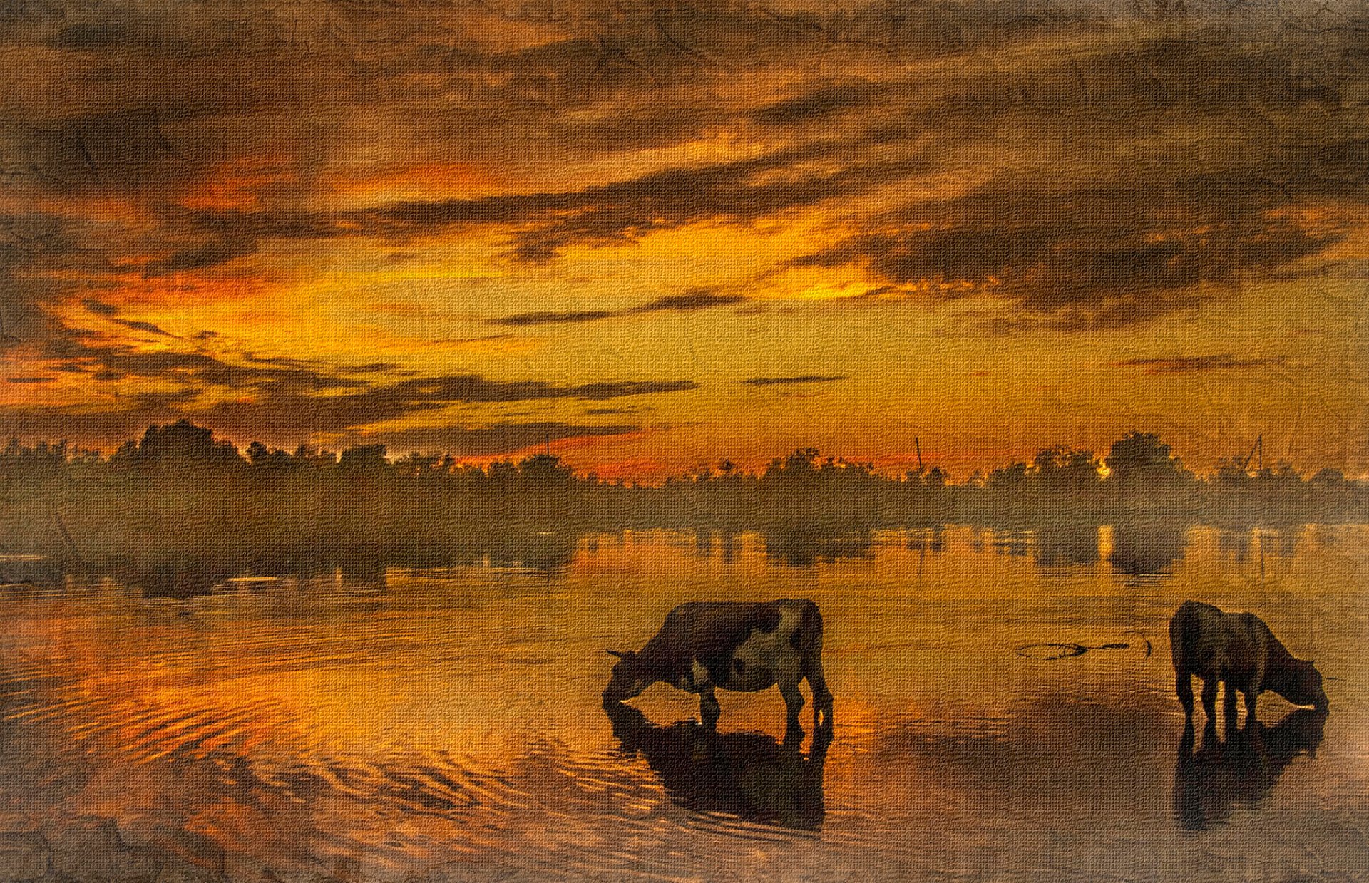 cow watering sunset texture