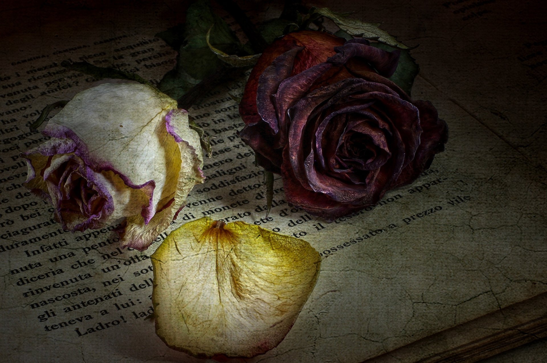 rosas flores estilo libro texto