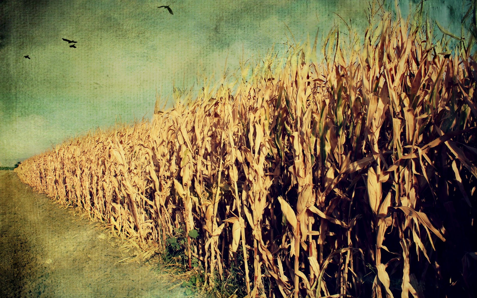 corn background style