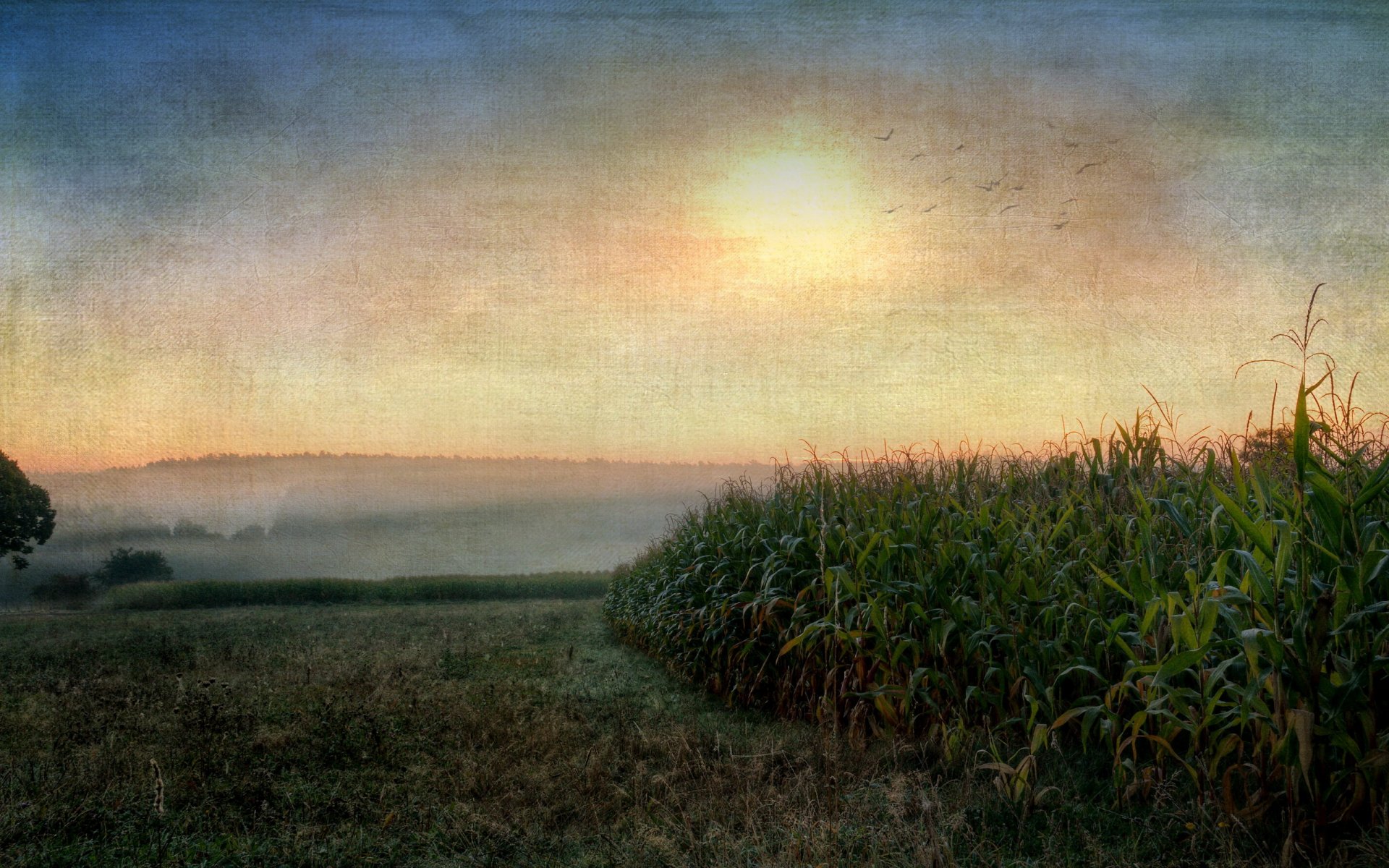 unset corn landscape style