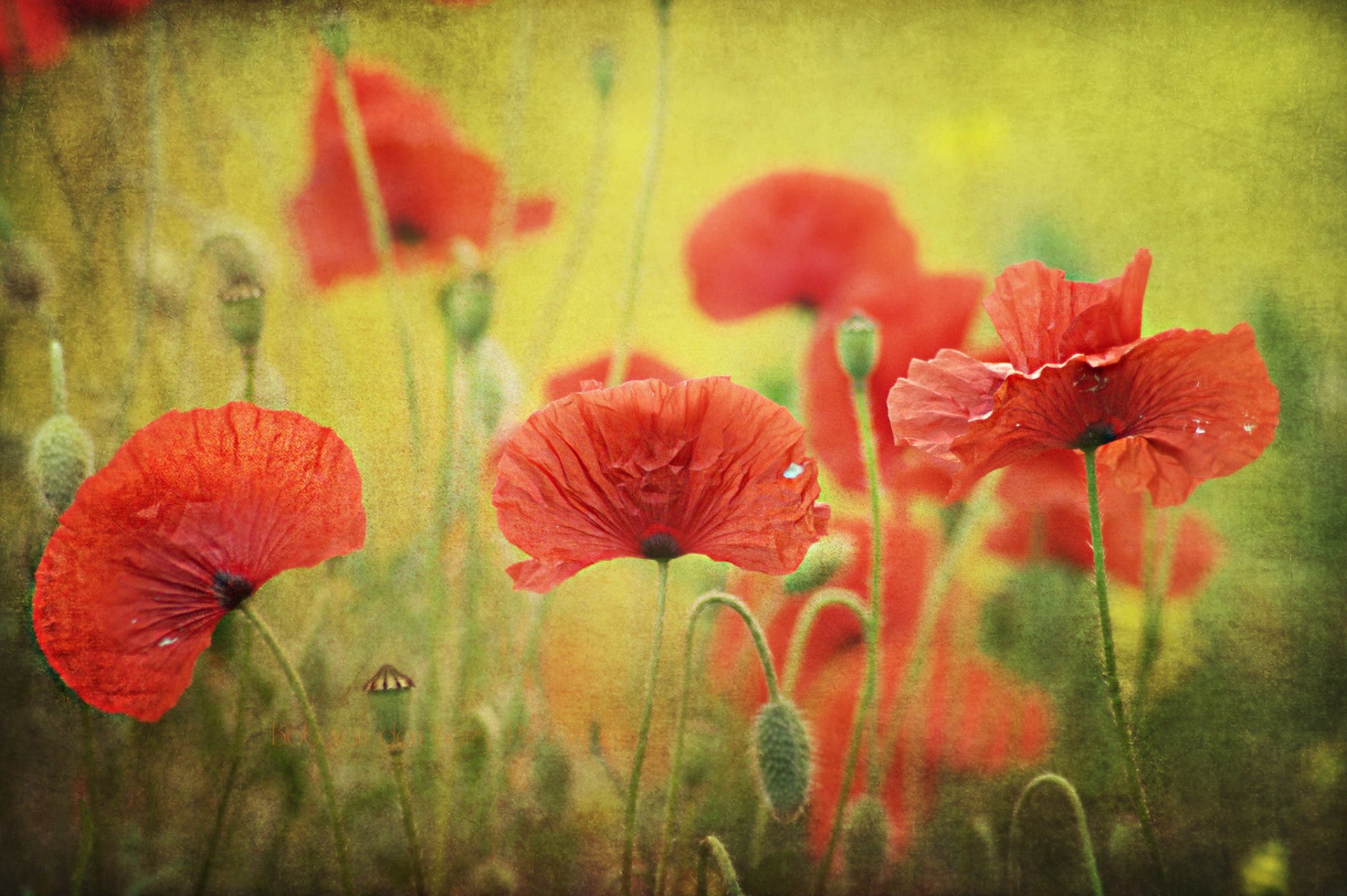 coquelicots rouges bourgeons graines