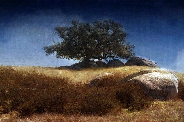 A tree standing in a field with stones