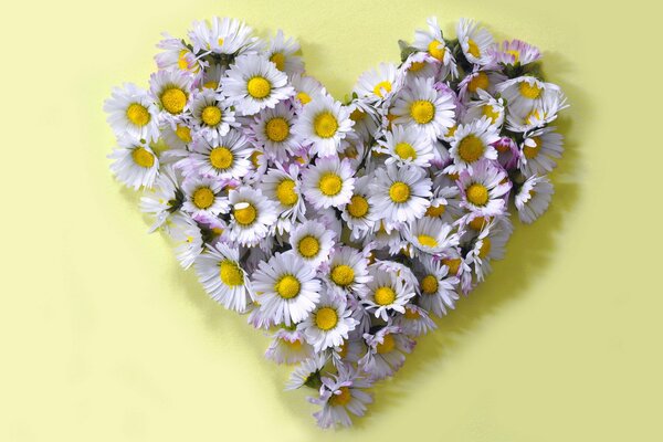 A beautiful heart consisting of daisies