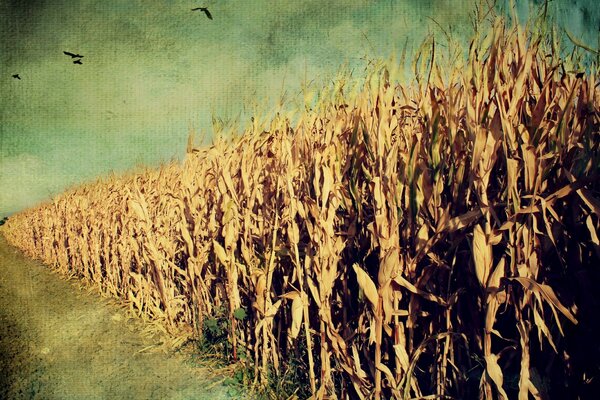 Computer background with corn