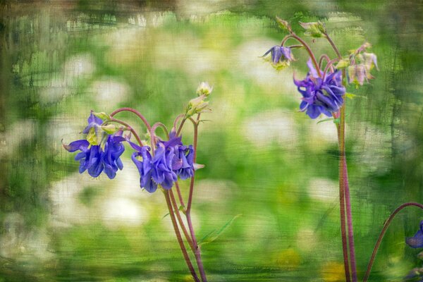 Schöne Blumen am Teich, machen das Leben glücklich