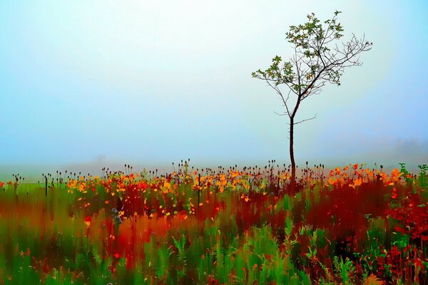 L autunno ha dipinto tutto con i suoi fiori