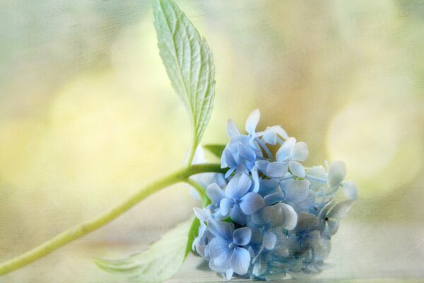 Hortensia azul floreciente en primavera