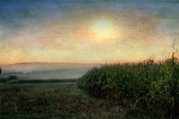 Stylish landscape, corn with sunset