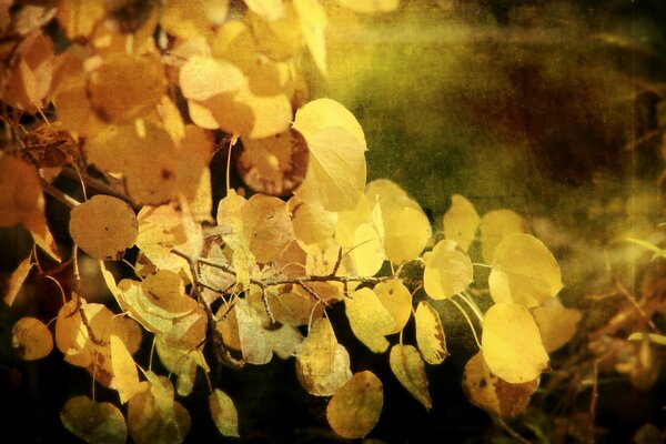 Les feuilles sont jaunes, le temps est beau