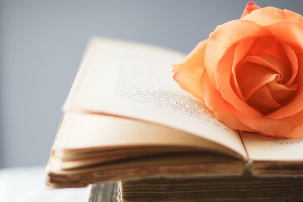 Una rosa naranja se encuentra en las páginas de un libro