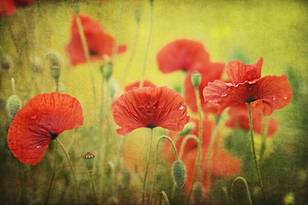 Rote Mohnblumen blühen auf dem Feld