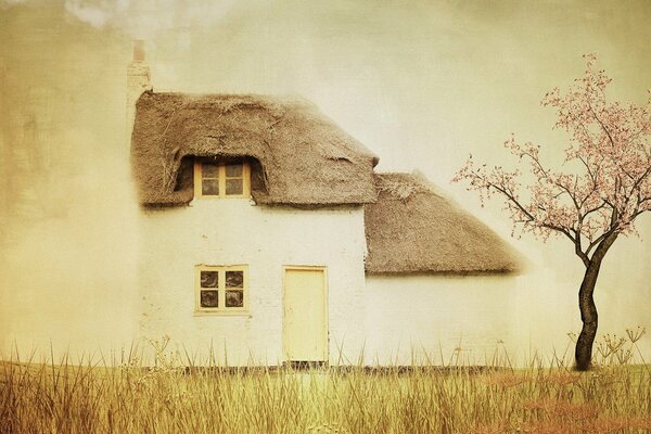 Petite maison à la lisière. Sakura