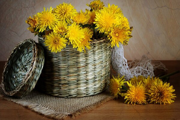 Collected field dandelions in a wicker basket