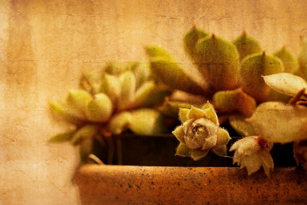 Cactus in a pot in the style of an old photo