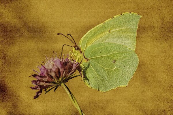 Schmetterling setzte sich auf eine lila Blume