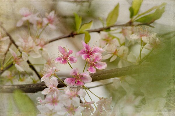 Blooming branch close-up