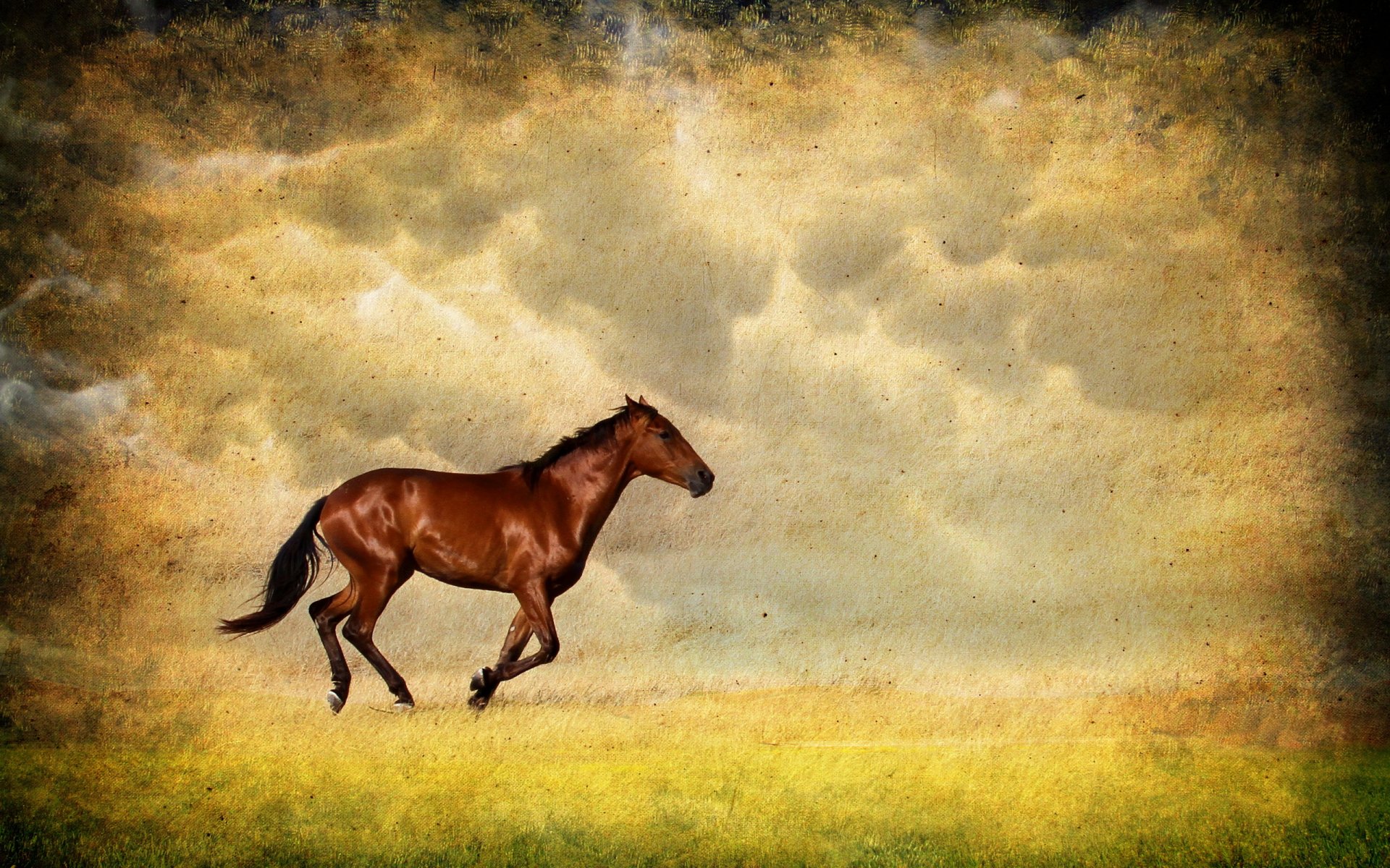 horse the field background style