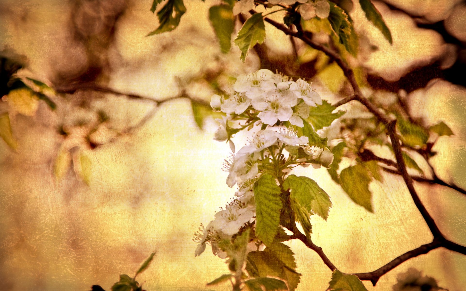 madera naturaleza fondo estilo