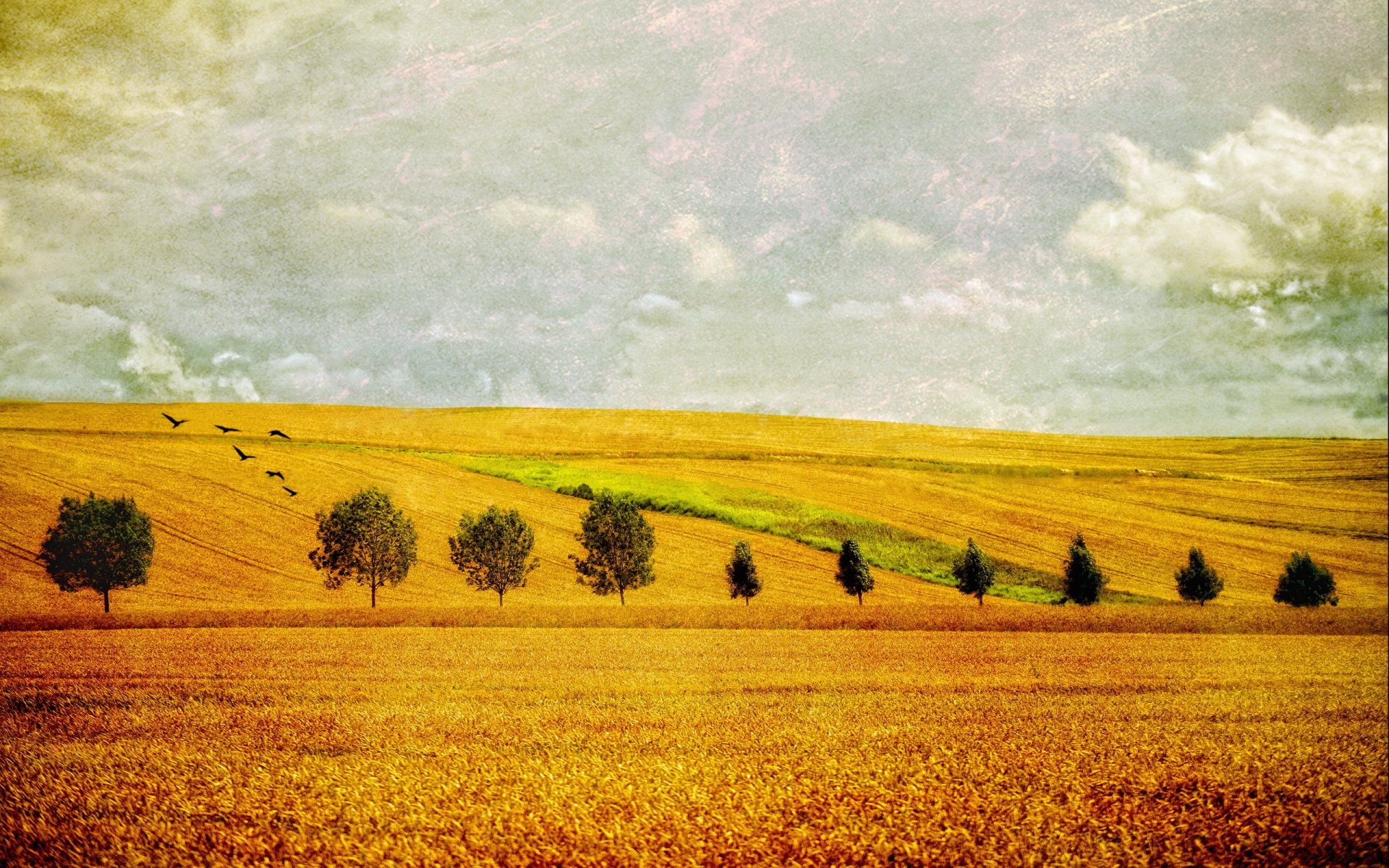 the field landscape background style