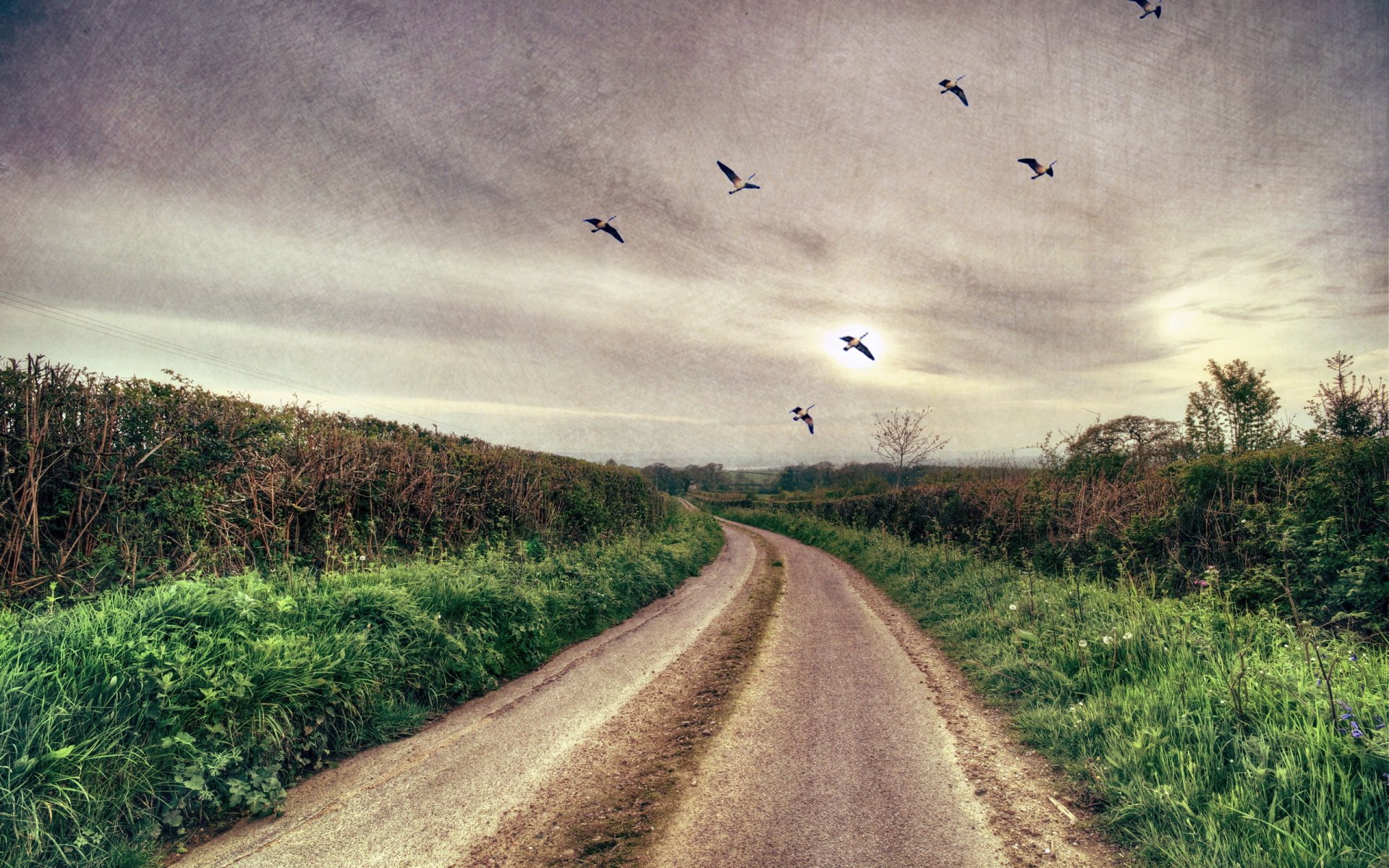 road birds landscape background textures style