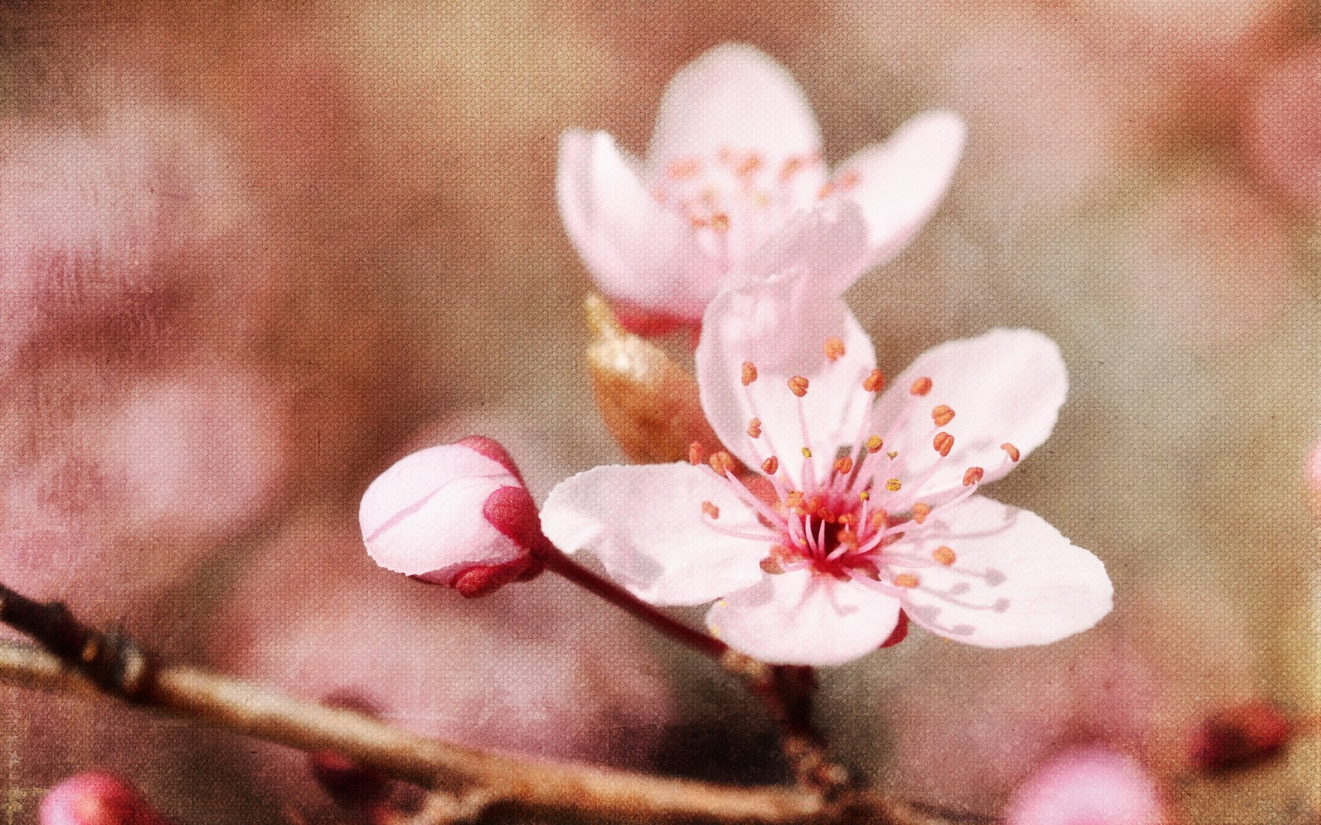 pommiers printemps fond style