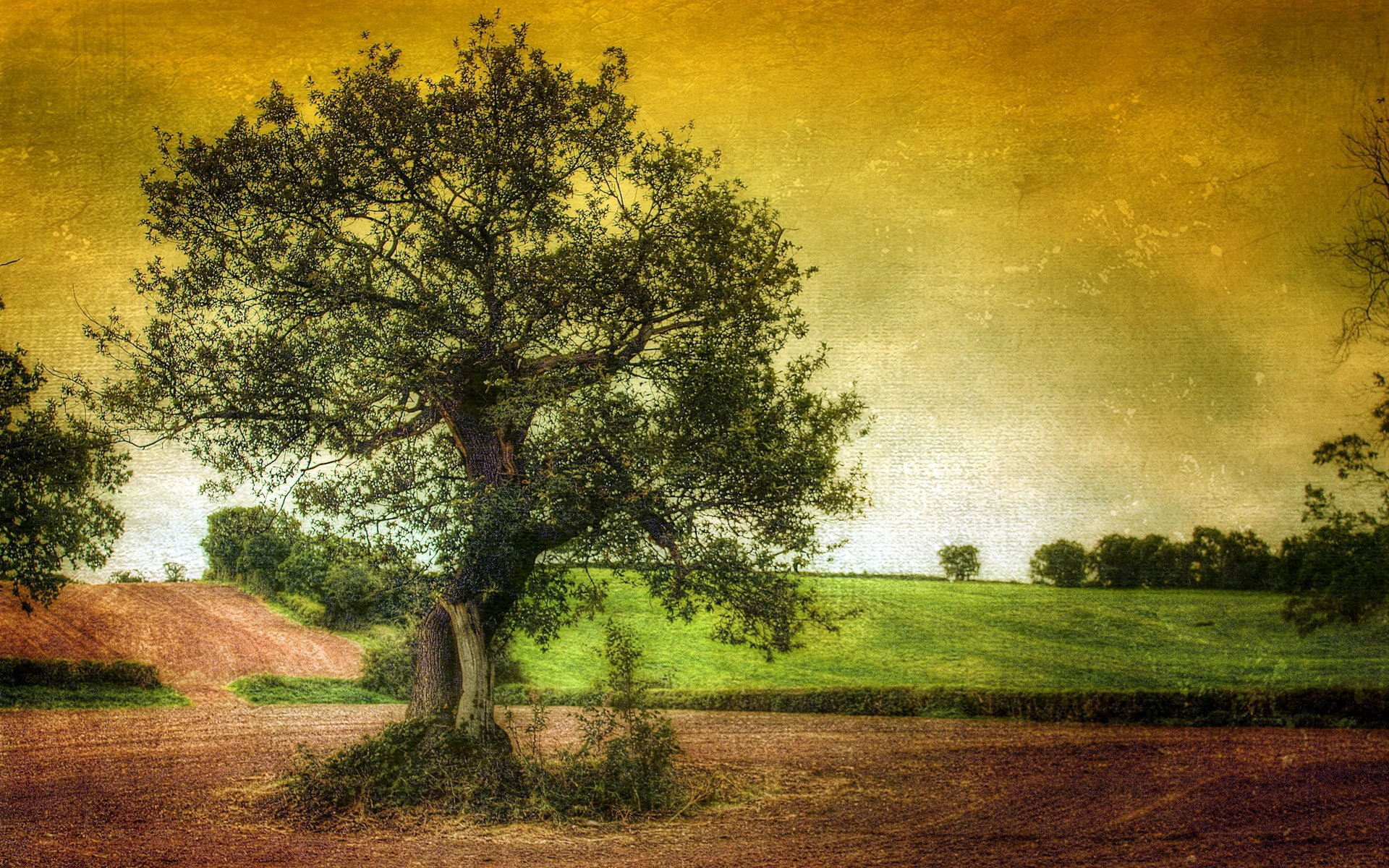 arbre paysage fond style