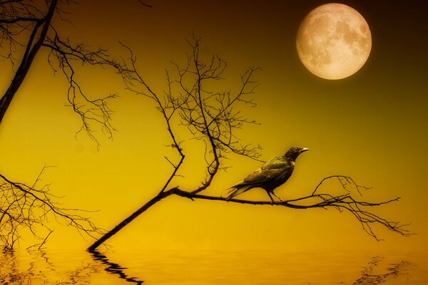 Un Cuervo se sienta por la noche en una rama sobre el agua