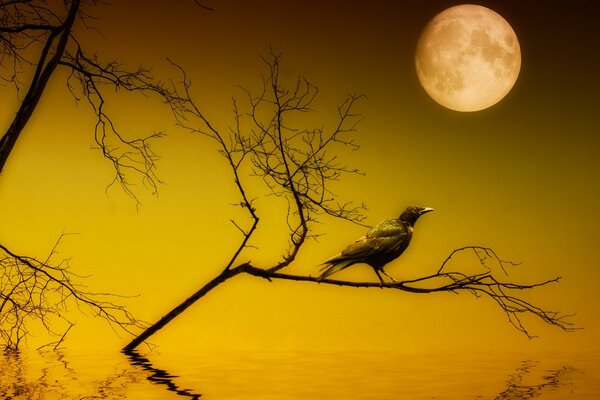 Corbeau assis la nuit sur une branche au-dessus de l eau