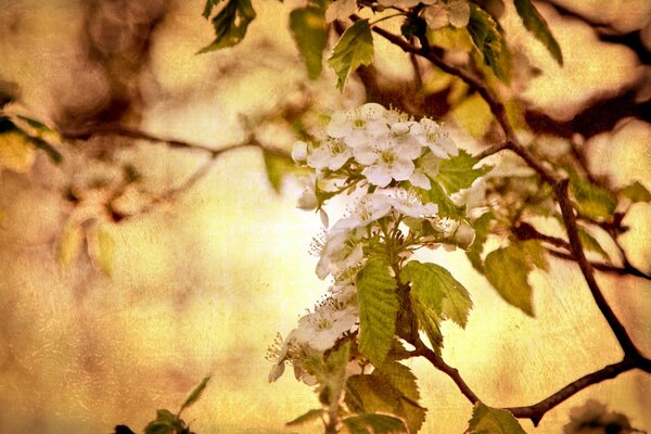 Arbre magnifiquement fleuri