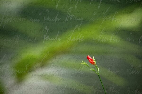 Red flower on the background