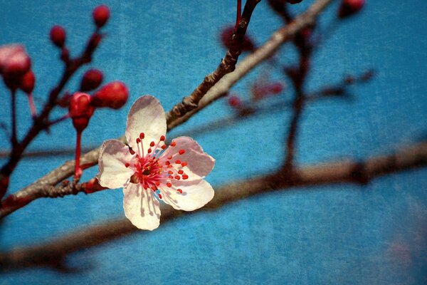 Zweig der weißen Blume im Frühling