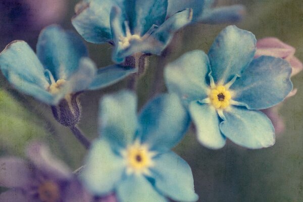 Schöne blaue Blumen auf einem verwelkten Hintergrund