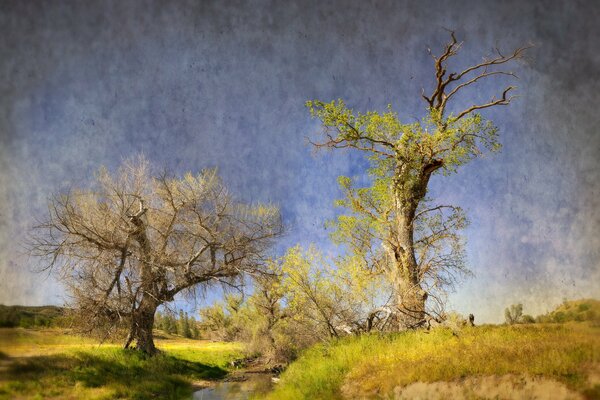 Paesaggio. Ruscello, alberi e tempo soleggiato