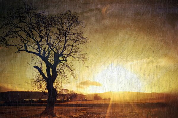 Foto de un árbol en el fondo de una puesta de sol