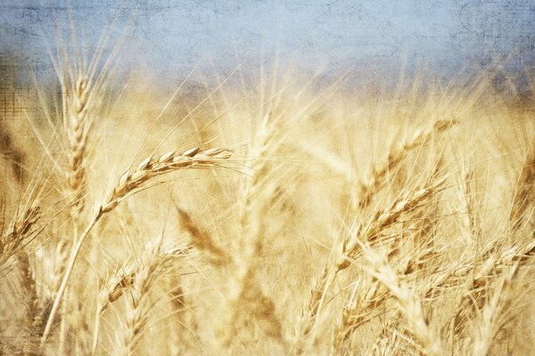 Wheat in summer under a clear sky in processing