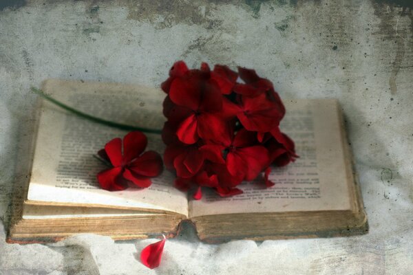 Inflorescence rouge Bordeaux d une plante inconnue jetée sur un livre ouvert