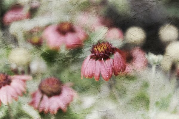 Schöne rosa Blüten auf gedünstetem Hintergrund