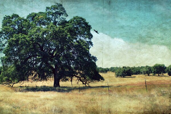 Albero maestoso nella vastità