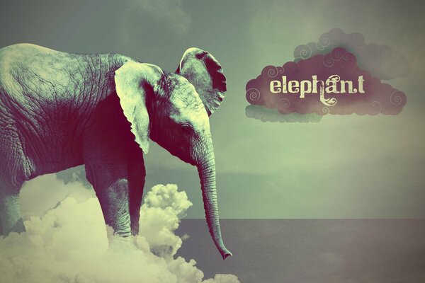 Elefante de pie en las nubes blancas