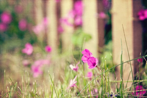 Blumen Desktop-Hintergrund