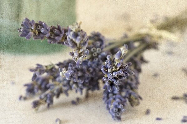 Photo agrandie de fleurs séchées