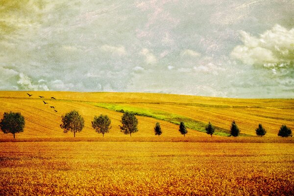 Paesaggio campo giallo con alberi