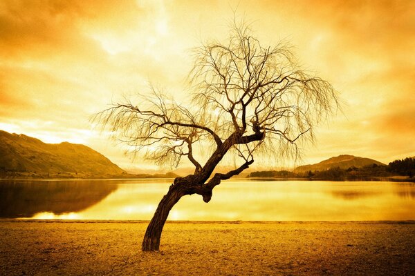 Paesaggio del lago al tramonto sullo sfondo dell albero