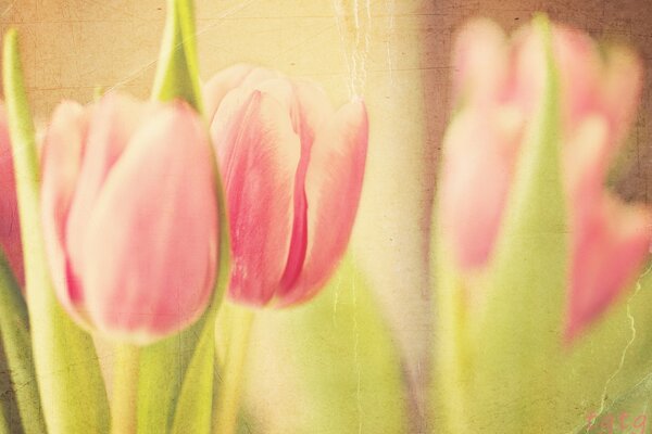 Hermosos tulipanes rosados sobre un fondo amarillento