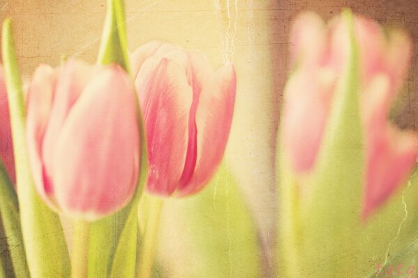 Belles tulipes roses sur fond jauni