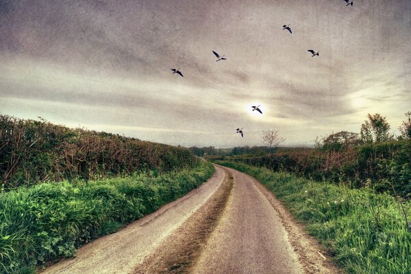 Route menant au loin avec les oiseaux qui passent